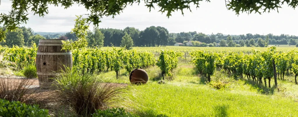 Vue sur le vignoble, vignes.