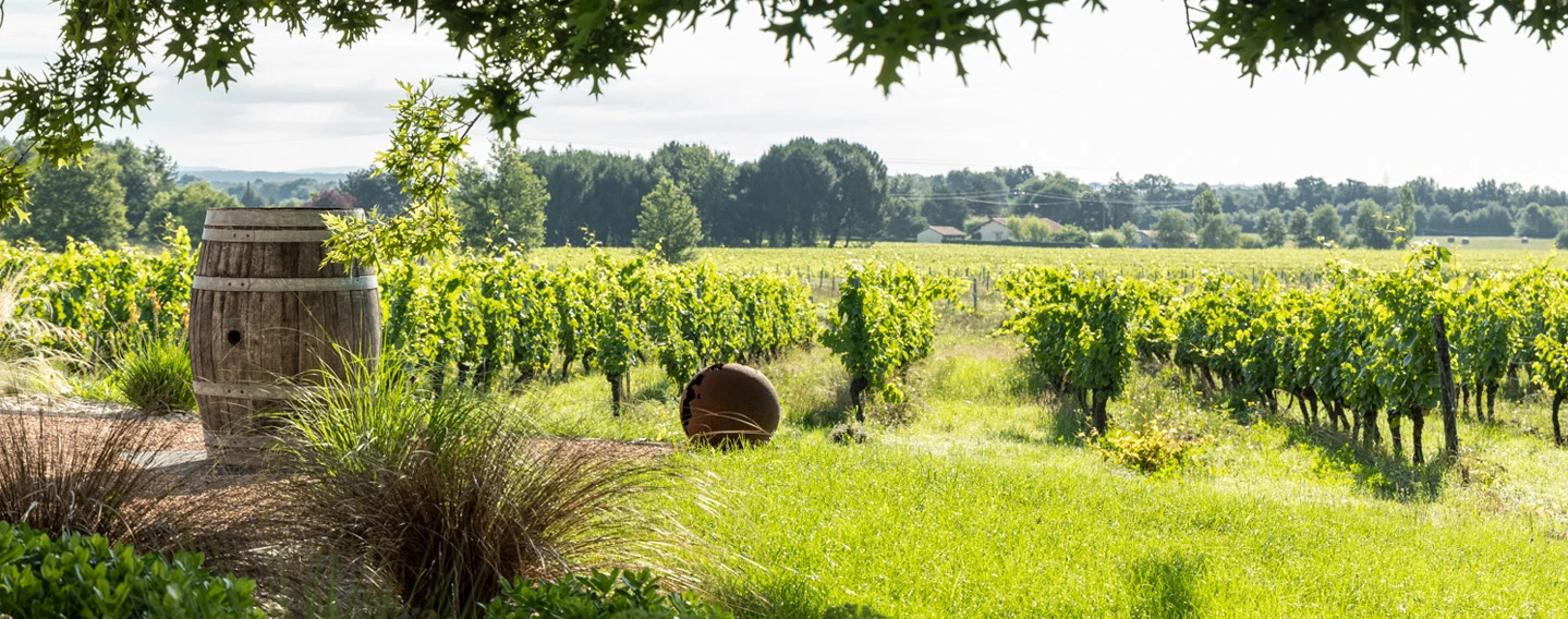 Vue sur le vignoble, vignes.