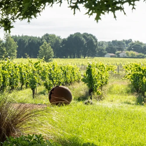 Vue sur le vignoble, vignes.